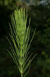 Field horsetail